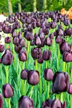 Tulppaani Queen of Night 6 kpl/pkt - Tulppaanit - 8711148313533 - 2