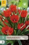Tulppaani Red Hunter 7 kpl/pkt - Tulppaanit - 8712438509803 - 1