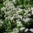 Valkomaksaruoho Coral Carpet - Perennat - 7513 - 1