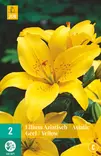 Värililja Asiatic Yellow 2 kpl/pkt - Liljat - 8712438520853 - 2