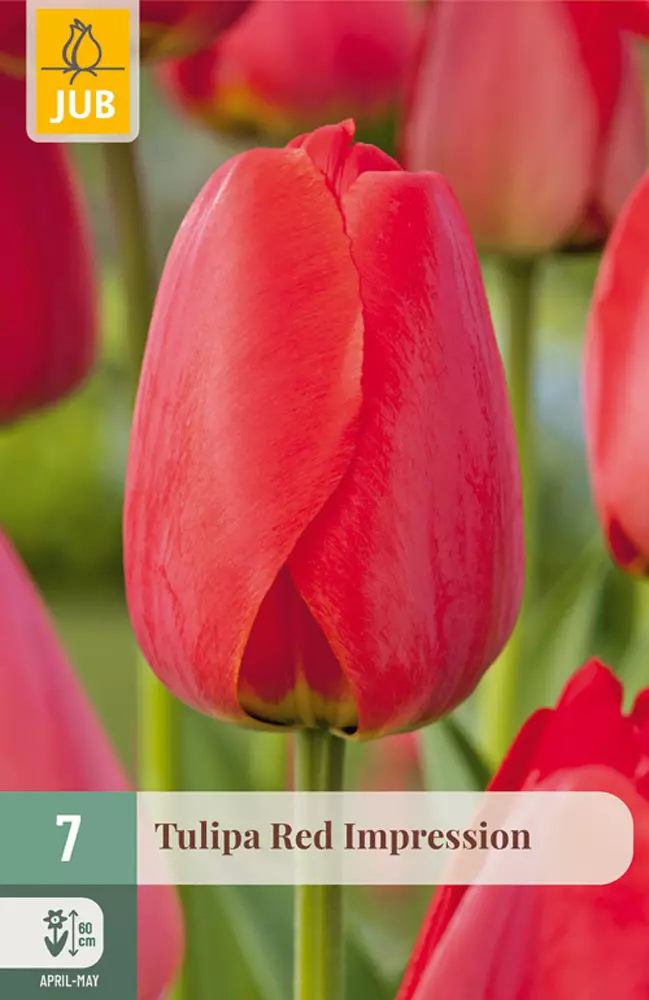 7 Tulipa Red Impression - Tulppaanit - 8712438504303 - 1