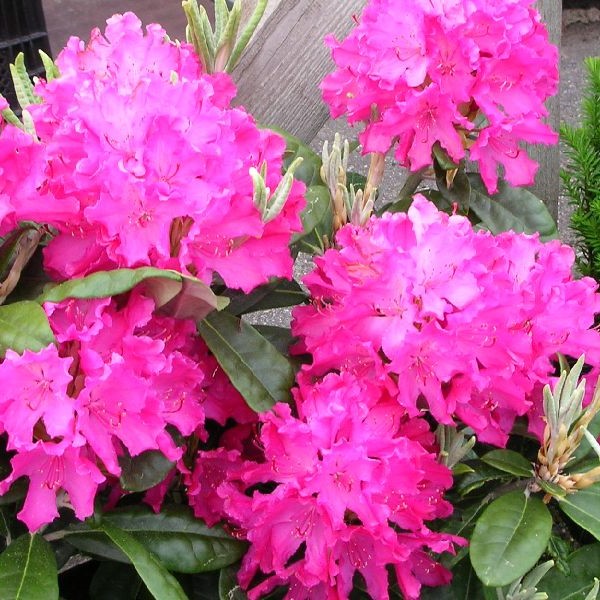 Alppiruusu Hellikki - Alppiruusut ja atsaleat - 35123 - 1