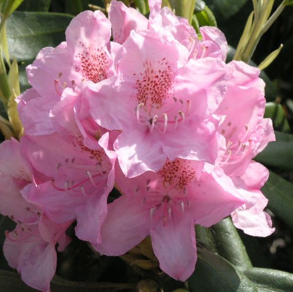 Alppiruusu Helsingin Yliopisto - Alppiruusut ja atsaleat - 35133 - 1