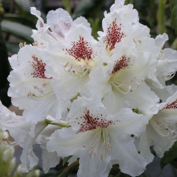 Alppiruusu P.M.A. Tigerstedt - Alppiruusut ja atsaleat - 35143 - 1