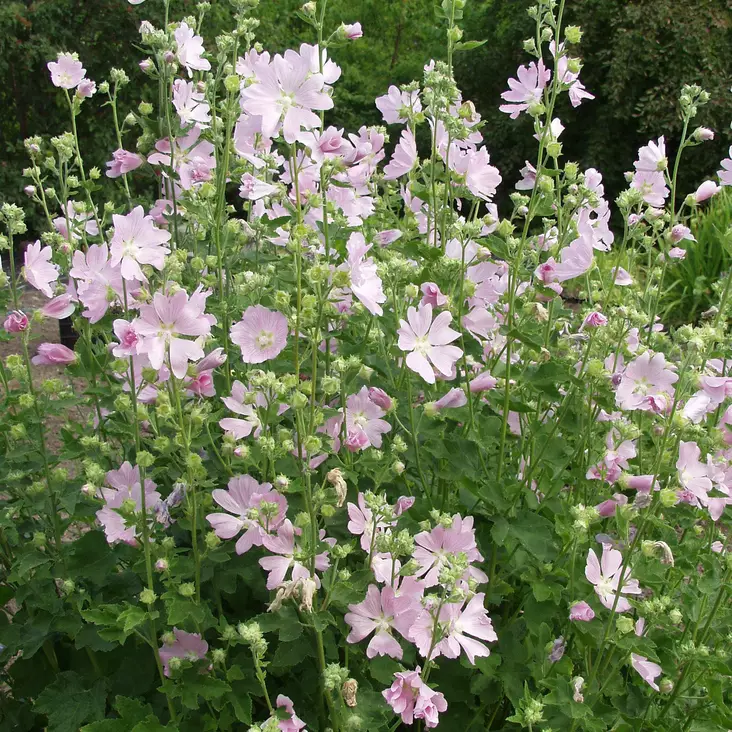 Harmaamalvikki - Perennat - 72843 - 1