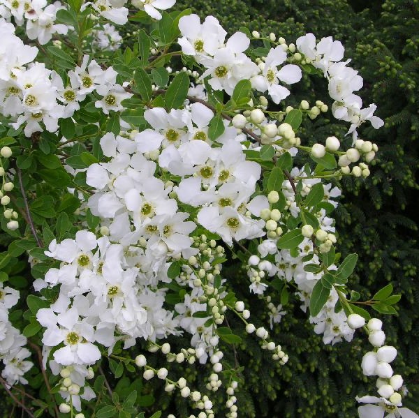 Helmipensas The Bride - Koristepensaat - 4563 - 1