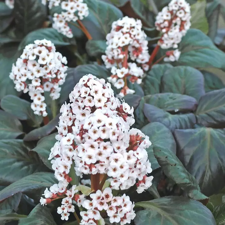 Herttavuorenkilpi Bach - Perennat - 71033 - 1