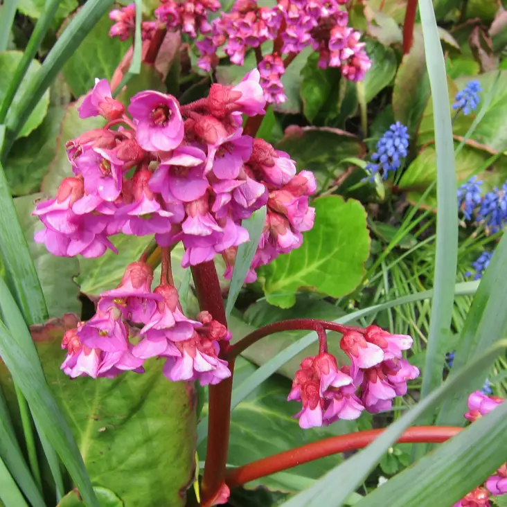 Herttavuorenkilpi Rotblum - Perennat - 7103 - 1