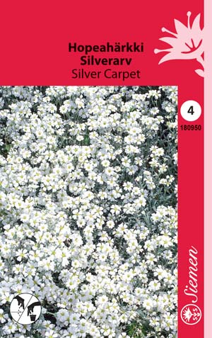 Hopeahärkki Silver Carpet - Kukkien ja koristeheinien siemenet - 6415151809503 - 1