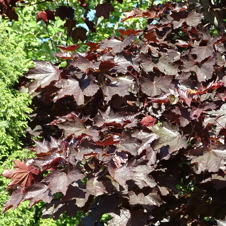 Hurmevaahtera Royal Red - Koristepuut - 4023 - 1