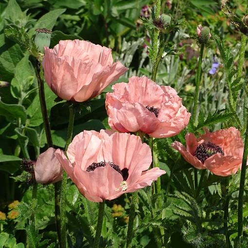 Idänunikko Victoria Louise - Perennat - 74003 - 1