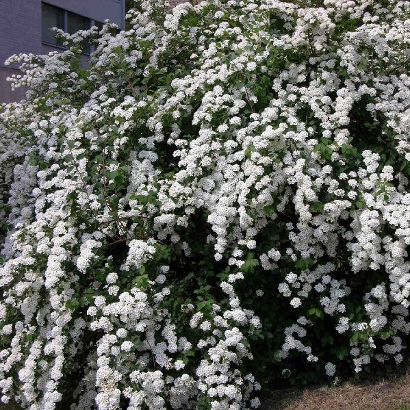 Idänvirpiangervo - Koristepensaat - 4683 - 1