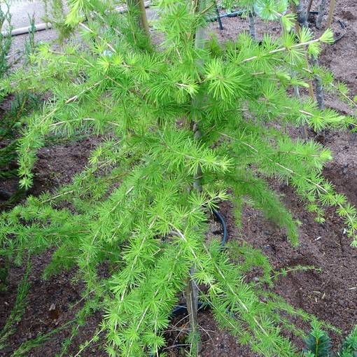 Japaninlehtikuusi - Havupuut - 61103 - 1