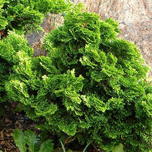 Japaninsypressi Nana Gracilis 20-25 - Havupuut - 60423 - 1