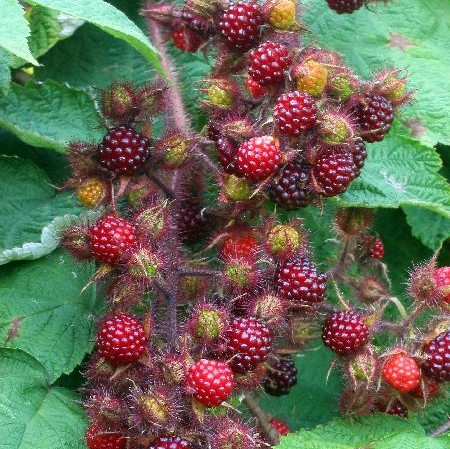 Japaninvatukka - Vadelmat - 4663 - 2