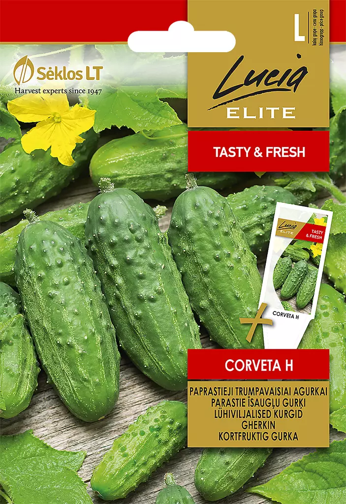 KURKKU ELITE CORVETA H - Vihannesten ja yrttien siemenet - 4770168102583 - 0