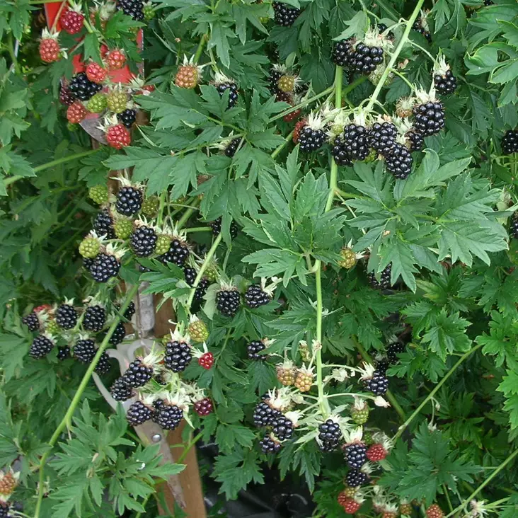 Karhunvadelma Thornless Evergreen - Vadelmat - 2163 - 1