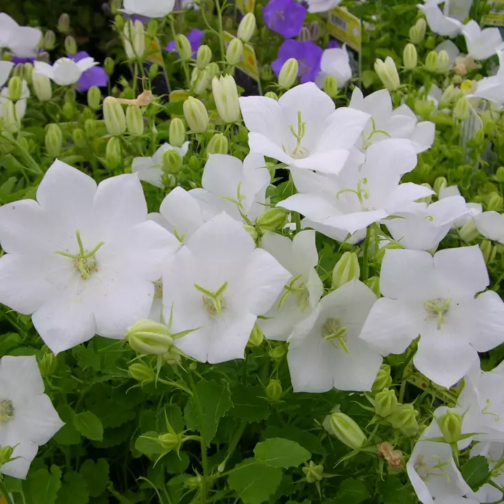 Karpaattienkello Pearl White - Perennat - 71103 - 1