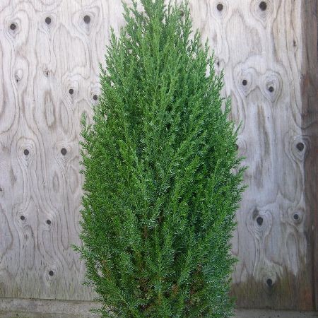 Kartiokiinankataja Stricta 60-80 - Havupuut - 60553 - 1