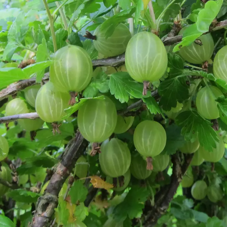 Karviainen Hinnonmäen Keltainen rungolla - Herukat ja karviaiset - 20353 - 1