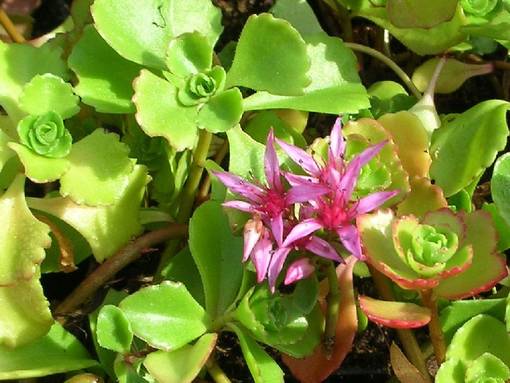 Kaukasianmaksaruoho Summer Glory - Perennat - 75313 - 1