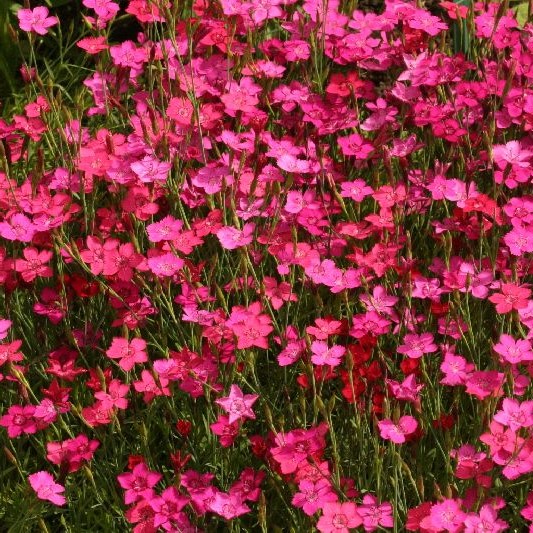 Ketoneilikka Leuchtfunk - Perennat - 71583 - 1