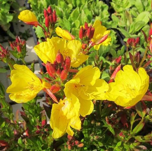 Kultahelokki - Perennat - 7383 - 1