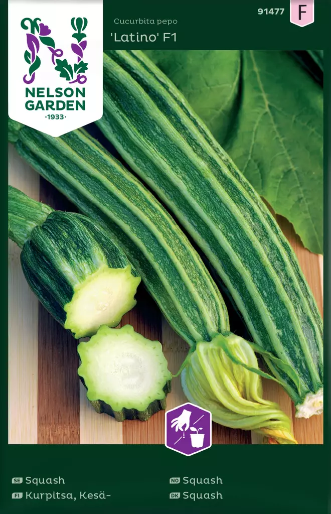 Kurpitsa, Kesä-, Latino F1 - Vihannesten ja yrttien siemenet - 7312600914773 - 0