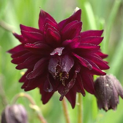 Lehtoakileija Black Barlow - Perennat - 70443 - 1