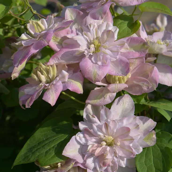 Loistokärhö Innocent Blush - Köynnöskasvit - 50813 - 1