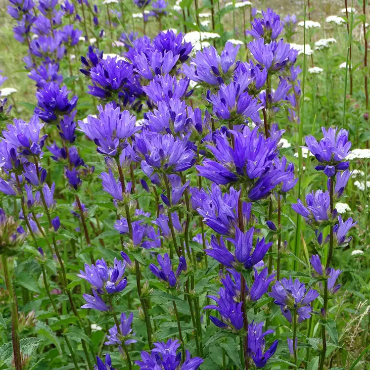 Loistopeurankello Superba - Perennat - 71133 - 1