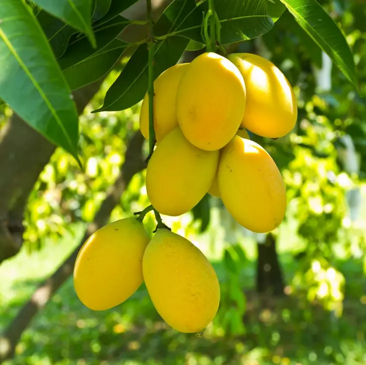 Luumupuu Laatokan Helmi - Luumupuut - 13083 - 1