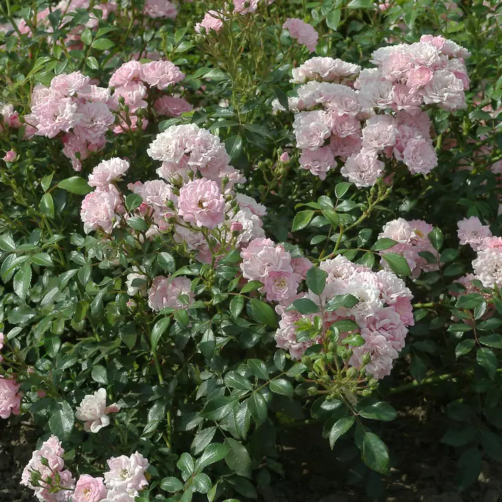 Maanpeittoruusu The Fairy - Ryhmäruusut - 31313 - 1