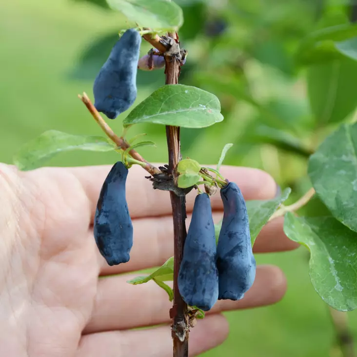 Makeasinikuusama Docz Velikana - Erikoismarjat ja hyötykasvit - 46653 - 1