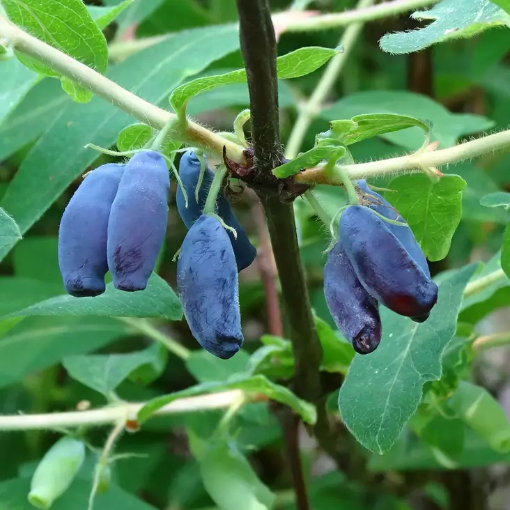 Makeasinikuusama Zojka - Erikoismarjat ja hyötykasvit - 46623 - 1