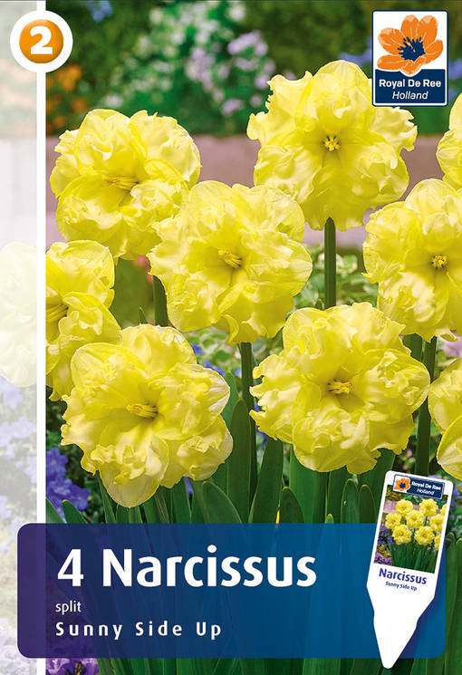 Narsissi Sunnyside Up 4 kpl/pkt -  - 8711148247333 - 1