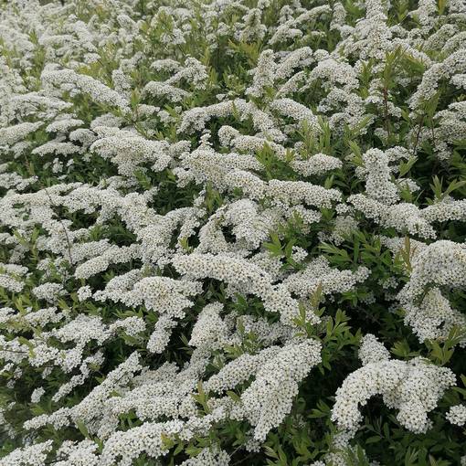 Norjanangervo Grefsheim C2 - Koristepensaat - 46773 - 1