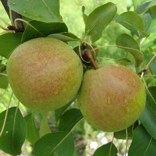 Päärynä Tsisovskaja - Päärynäpuut - 13443 - 1
