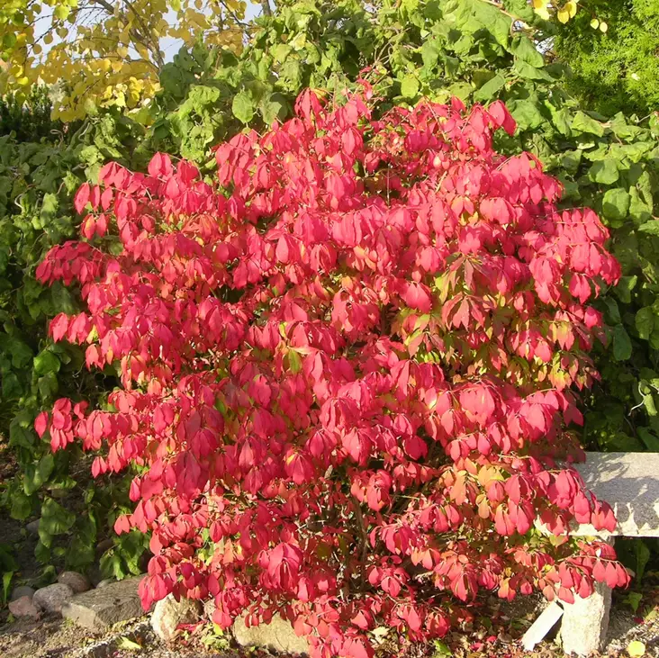 Pallesorvarinpensas Compactus - Koristepensaat - 4553 - 1