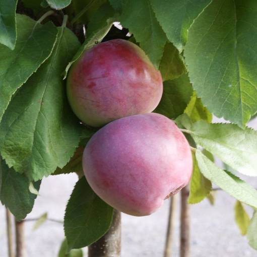 Pilariomenapuu Dzin syyslajike - Omenapuut - 14923 - 1