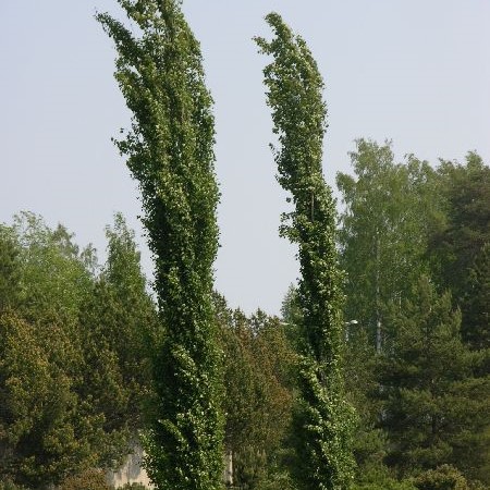 Pylväshaapa Erecta - Koristepuut - 4133 - 1