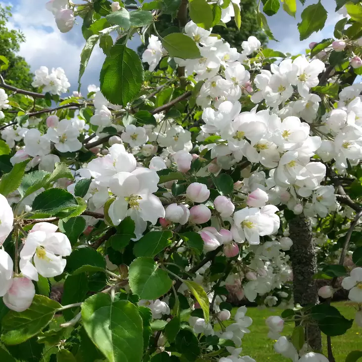 Rautatienomenapuu Hyvingiensis - Koristepuut - 4343 - 2