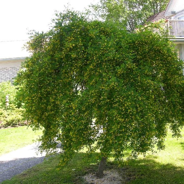 Riippahernepensas Pendula rungolla - Koristepuut - 4313 - 1