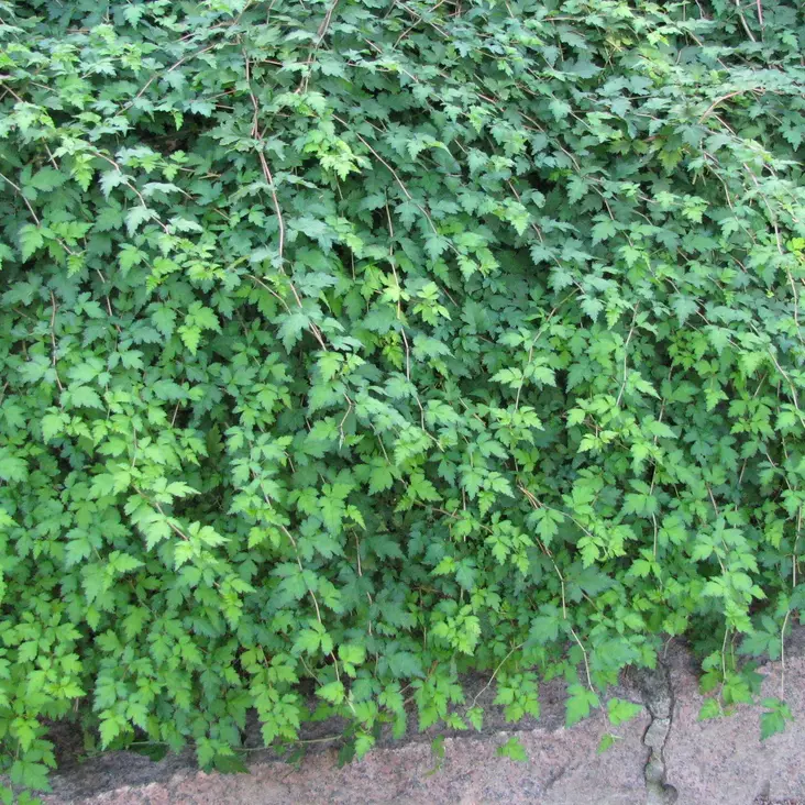 Siroseppelvarpu Crispa - Koristepensaat - 4693 - 1