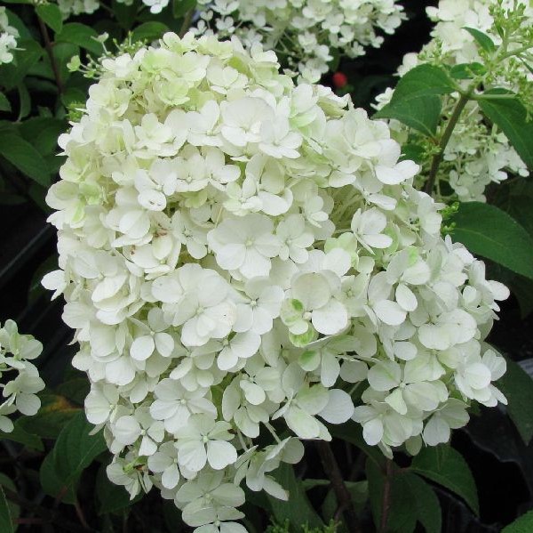 Japaninhortensia Bobo - Koristepensaat - 45733 - 1