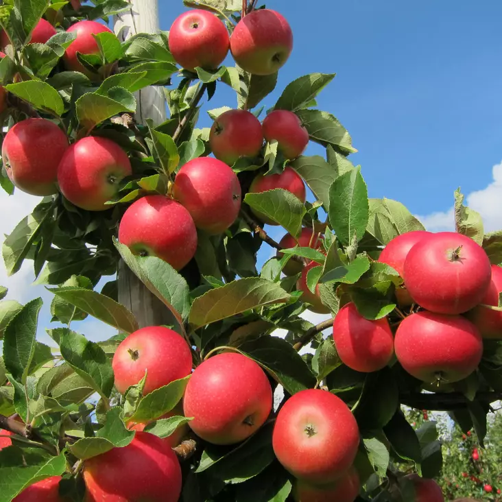 Syysomena Punakaneli - Omenapuut - 1123 - 1