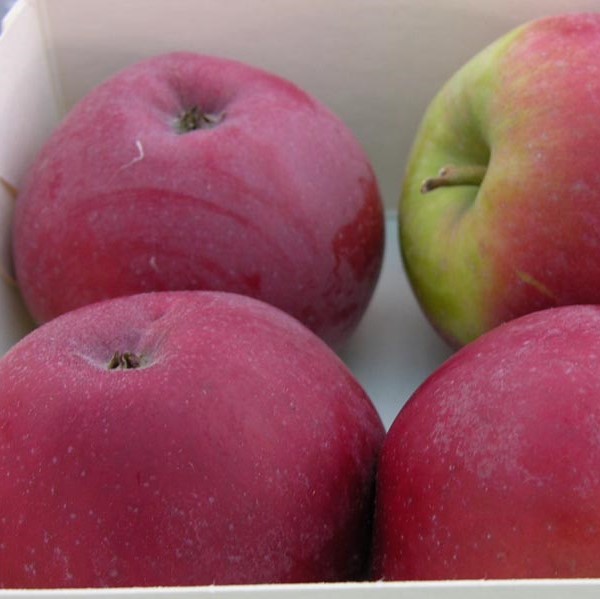 Talviomena Lobo - Omenapuut - 1213 - 1