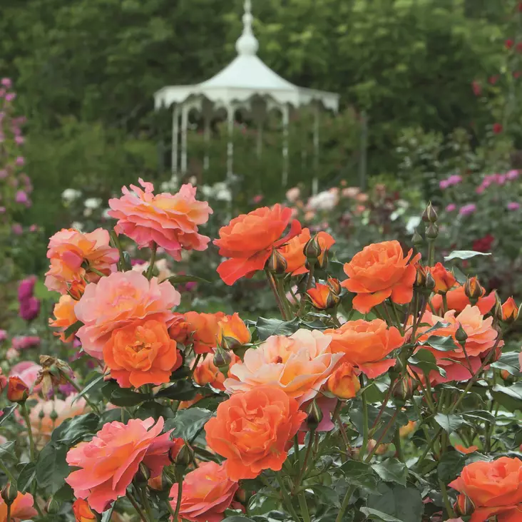 Tertturuusu Morning Sun - Ryhmäruusut - 31463 - 1