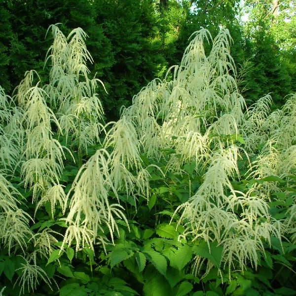 Isotöyhtöangervo - Perennat - 7063 - 1