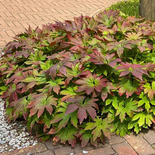 Vaahtera-angervo Karasuba - Perennat - 7373 - 1